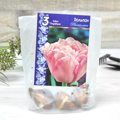 Тюльпан Анжелика купить недорого в интернет-магазине товаров для сада  Бауцентр
