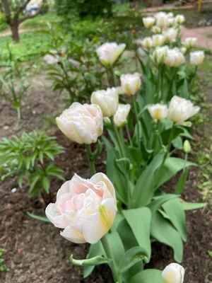 Тюльпан Анжелика (Tulipa Angelique) купить луковицы в Москве по низкой  цене, доставка почтой по всей России | Интернет-магазин Подворье