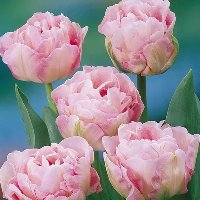 Купить рассаду Тюльпан Анжелик (Angelique), 10 шт. Рассада цветов с  доставкой.