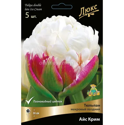 Тюльпан махровый Анжелика купить саженцы почтой из питомника «АГРОФОНД»