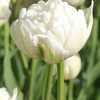 Тюльпаны Анжелика,нежнорозовые …» — создано в Шедевруме