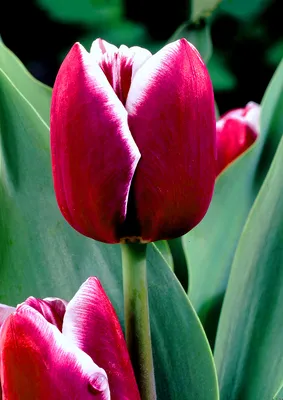 Tulipa Triumph Armani