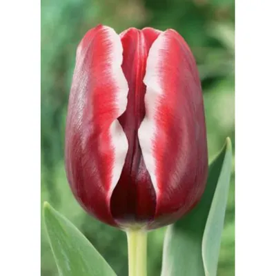 TULIPA 'ARMANI', Stock Photo, Picture And Rights Managed Image. Pic.  GWG-SDY1990 | agefotostock