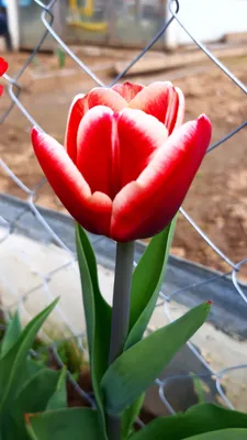 Tulipa armani hi-res stock photography and images - Alamy