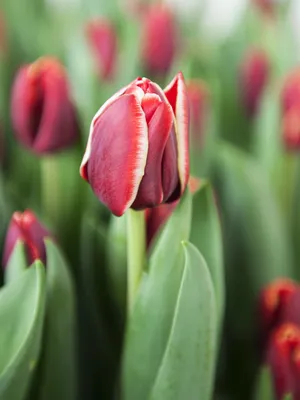 Tulipa Triumph Arman... stock photo by Nova Photo Graphik, Image: 0883516