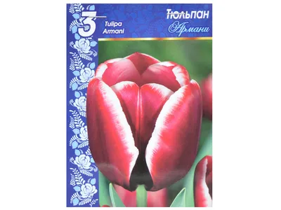 Tulipa 'Armani', Tulip 'Armani' (Triumph) - uploaded by @vivo44