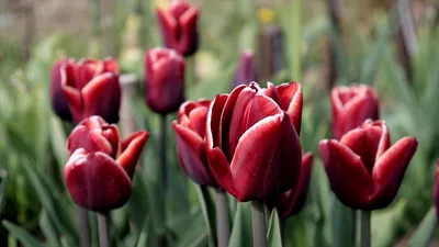 Tulipán Armani - Triumph tulipány (Tulipa), květy, květenství |  Rostliny-cs.com