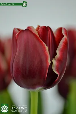 Tulipa Triumph Arman... stock photo by Nova Photo Graphik, Image: 0749356