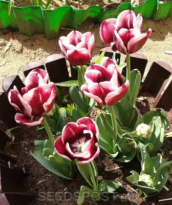 Tulipa 'Armani', Tulip 'Armani' (Triumph) in GardenTags plant encyclopedia