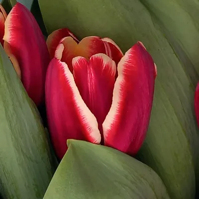 Набор лучших сортов тюльпанов триумф: Армани, Хэппи Дженерейшн. 5 и 10  луковиц в упаковке. Агрофирма Поиск — купить в интернет-магазине по низкой  цене на Яндекс Маркете
