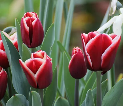 Tulipa Triumph Armani