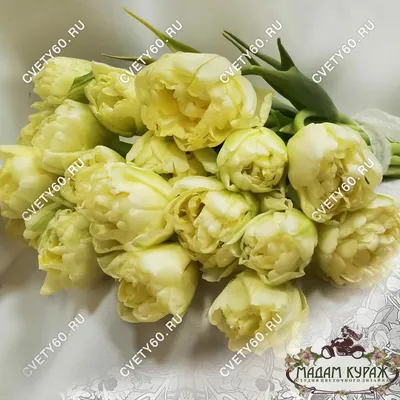 Тюльпан \"Авангард\" (Лимонный пион) заказать с доставкой в Новороссийске в  интернет магазине цветов Роз Новоросс