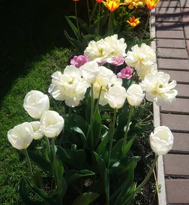 21 Тюльпан \"Авангард\" (Лимонный пион) и скидки в интернет магазине цветов  Роз Новоросс