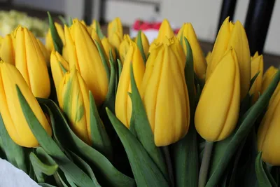 Голландские тюльпаны из деревни Виданы - \"Республика\"