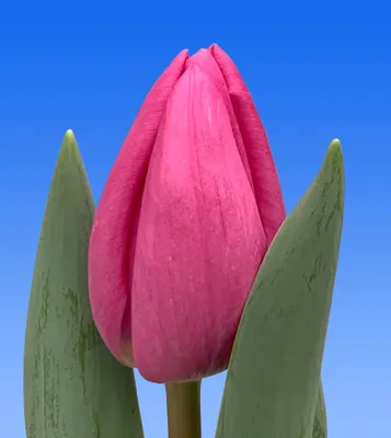 Tulpan Är Blommor I Släktet Tulipa-foton och fler bilder på Avokado -  Avokado, Banan, Blomma - iStock