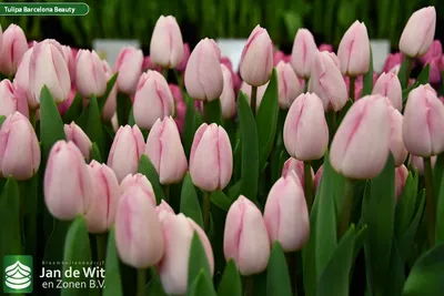 Tulipa barcelona hi-res stock photography and images - Alamy