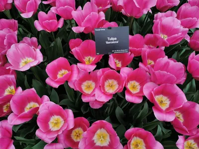 Tulipa 'Barcelona' - PictureThis