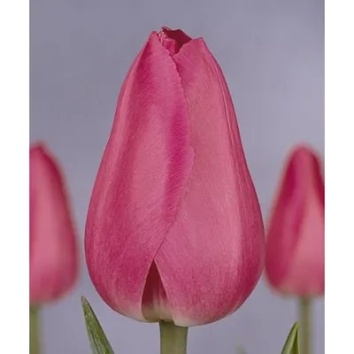 Buy Barcelona Tulip Online | Tulip Bulbs for Sale | Breck's