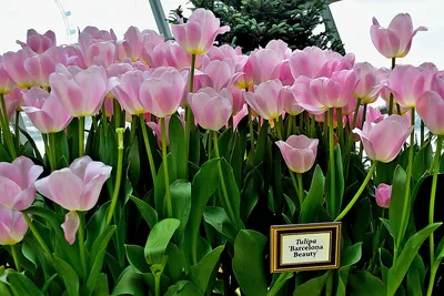 Tulipa 'Barcelona' | At the Flower Dome, Gardens by the Bay … | Flickr