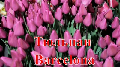 Тюльпан Барселона - фото и описание в каталоге питомника