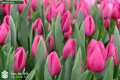 Tulip Triumph Barcelona - 20 bulbs - Longfield Gardens