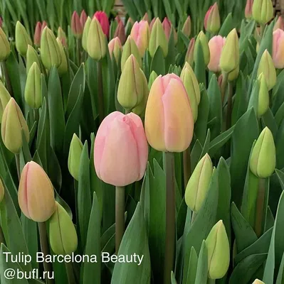 Тюльпан Barcelona | Center-flowers