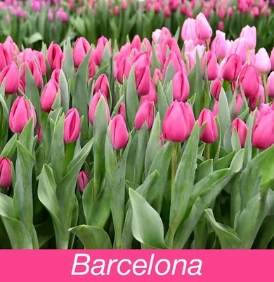 Tulipa Barcelona | Avon Bulbs Tulip Barcelona Tulipa Fortress Tulip Fortress