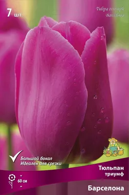 Tulip Barcelona Beauty авторское фото BUFL.RU | Тюльпаны, Красивые цветы,  Цветы