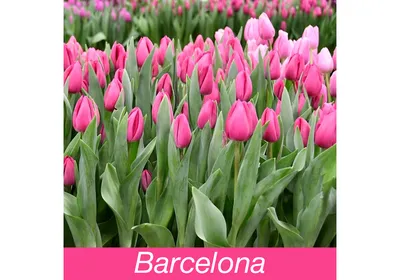 Barcelona Blanca ® | Tulip | Jan de Wit en Zonen B.V.