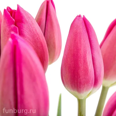 Tulipa 'Barcelona', Tulip 'Barcelona' (Triumph) in GardenTags plant  encyclopedia