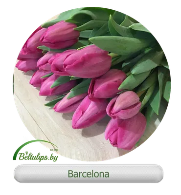 Тюльпан Barcelona в интернет магазине Украфлора