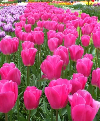 Almaflowers.kz | Букет из малиновых тюльпанов “Barselona Tulips” - купить в  Алматы по лучшей цене с доставкой