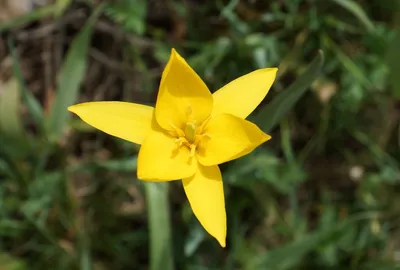 Файл:Распускающийся цветок Тюльпана Биберштейна.JPG — Википедия