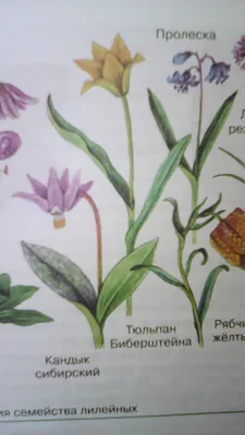 В Калмыкии зацвели тюльпаны Биберштейна - Калмыкия-online.ру