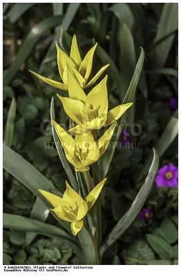 Тюльпан Биберштейна (Tulipa biebersteiniana). Фото на сайте \"Грибы:  информация и фотографии\"