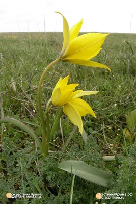 Фотография Тюльпан Биберштейна (Tulipa biebersteiniana) Подмосковье |  Фотобанк ГеоФото/GeoPhoto | GetImages Group