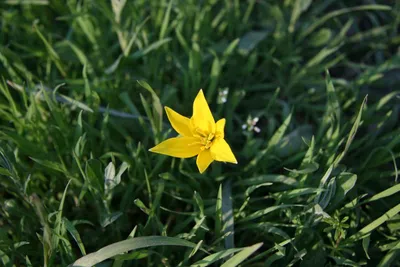 Tulipa biebersteiniana Schult. et Schult.fil. - Тюльпан Биберштейна