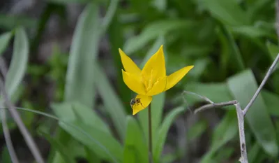 Растения Крыма::Тюльпан