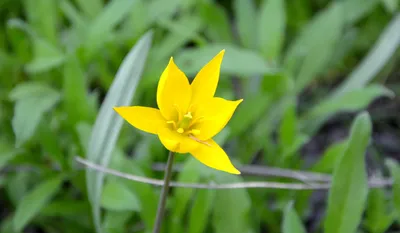 Фотография Тюльпан Биберштейна (Tulipa biebersteiniana) Подмосковье |  Фотобанк ГеоФото/GeoPhoto | GetImages Group