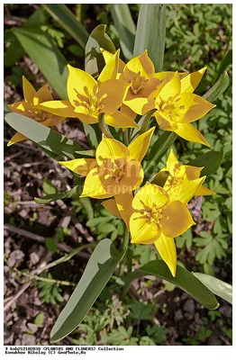 Фотография Тюльпан Биберштейна (Tulipa biebersteiniana) Подмосковье |  Фотобанк ГеоФото/GeoPhoto | GetImages Group