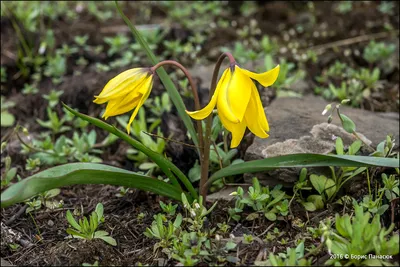 Тюльпаны. Tulipa biebersteiniana - Тюльпан Биберштейна