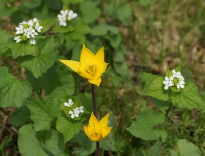 Тюльпан Биберштейна (Tulipa biebersteiniana)