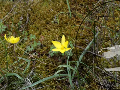 Фотография Тюльпан Биберштейна (Tulipa biebersteiniana) Bieberstein Tulip |  Фотобанк ГеоФото/GeoPhoto | GetImages Group