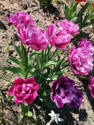 Купить фиолетовые тюльпаны Блю Даймонд в СПб ✿ Оптовая цветочная компания  СПУТНИК
