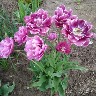 Тюльпан Блю Даймонд (Tulipa Blue Diamond) - Тюльпаны Махровые - Тюльпаны -  Луковичные - Каталог - Kamelia-gardens.ru