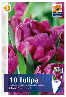 Партнер Тюльпан махровый поздний Блю Даймонд ^(5шт/уп) – купить Тюльпаны в  Москве, доставка по России через интернет-магазин