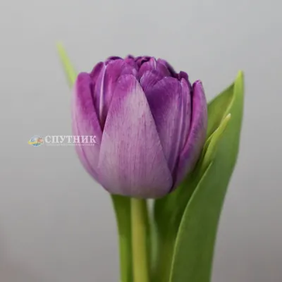 Пионовидный тюльпан \"Blue Diamant\" - «Фиолетовый тюльпан - яркое пятно на  вашей весенней клумбе!» | отзывы