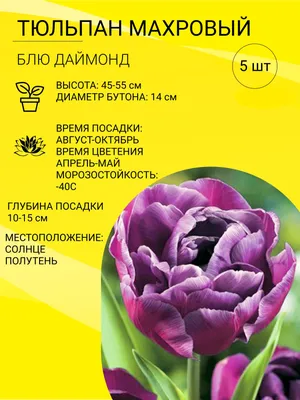 Ароматный махровый тюльпан Блю Даймонд, обзор, описание сорта, мои  впечатления | Ягодки и Цветочки у Инны | Дзен