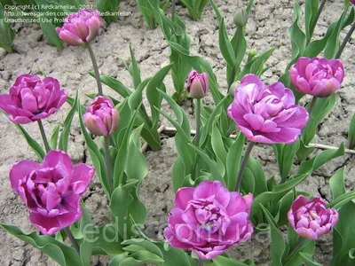Тюльпан Блю Даймонд - 71 фото