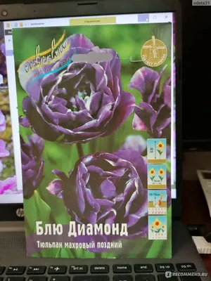 Купить махровые тюльпаны в интернет магазине в Москве